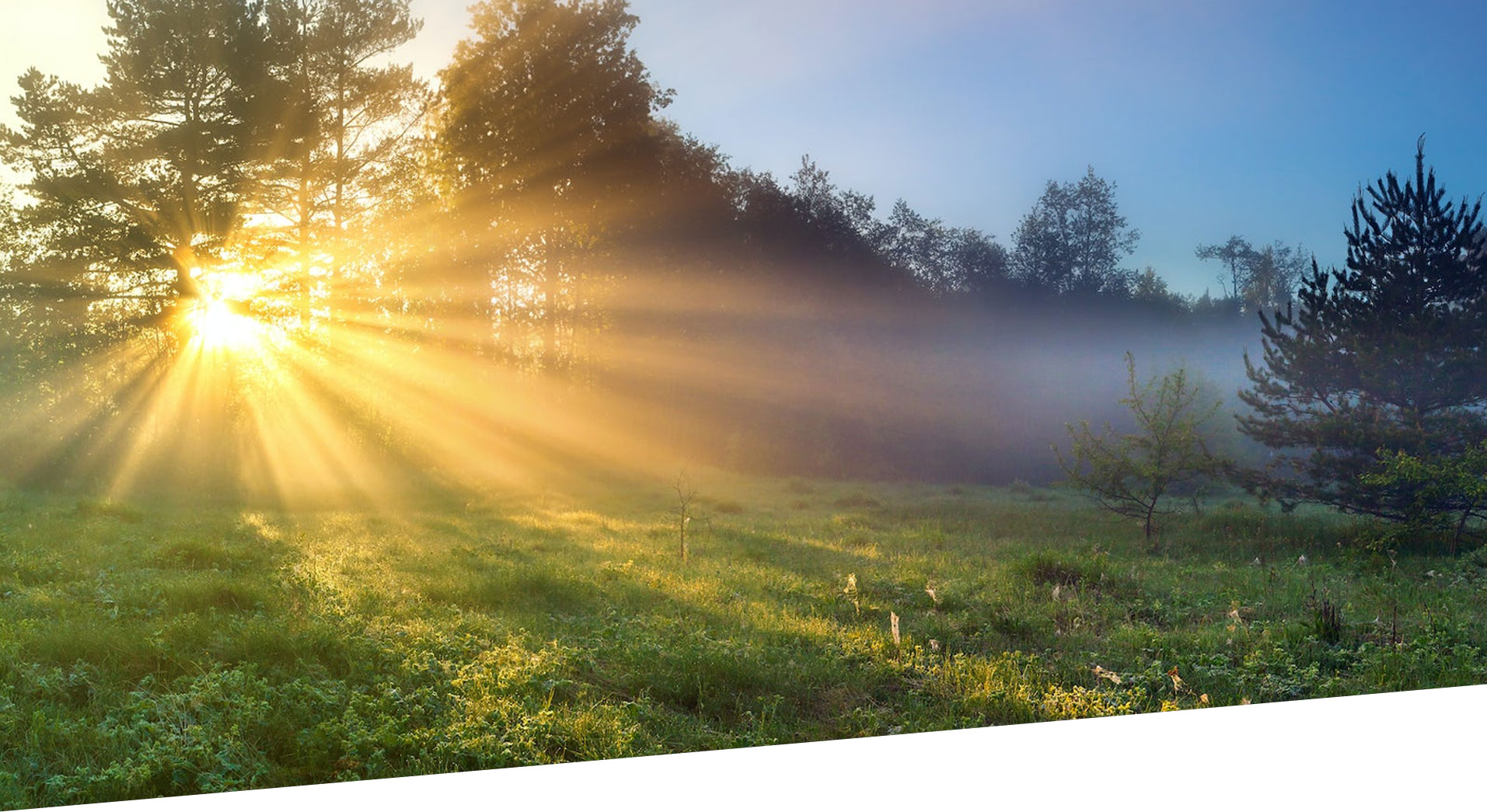 Sunlight filters through the trees